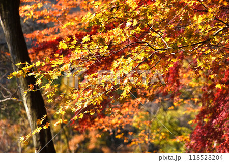 紅葉 紅葉 118528204