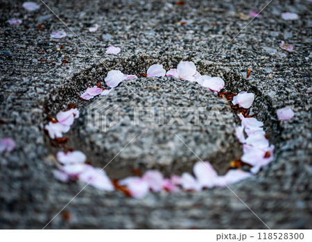 歩道に落ちた桜の花びらが丸い形になっている 118528300