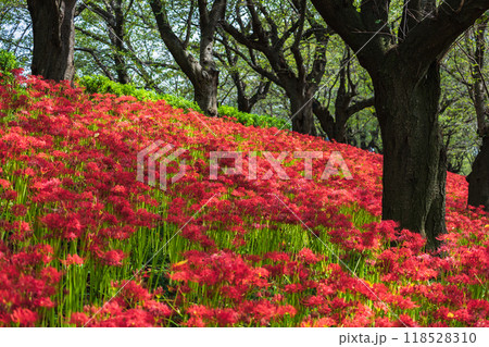 群生する彼岸花 118528310