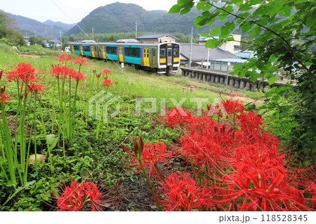 水郡線「彼岸花咲く中舟生駅風景」 118528345