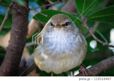 ホーホケッキョとお馴染みの声はすれども姿を見せない春告げ鳥 ウグイス ホーホケッキョとお馴染みの声はすれども姿を見せない春告げ鳥 ウグイス 118528467