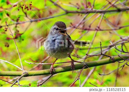 ホーホケッキョとお馴染みの声はすれども姿を見せない春告げ鳥 ウグイス 118528515