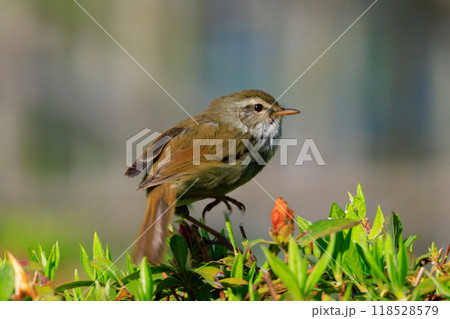 ホーホケッキョとお馴染みの声はすれども姿を見せない春告げ鳥 ウグイス ホーホケッキョとお馴染みの声はすれども姿を見せない春告げ鳥 ウグイス 118528579