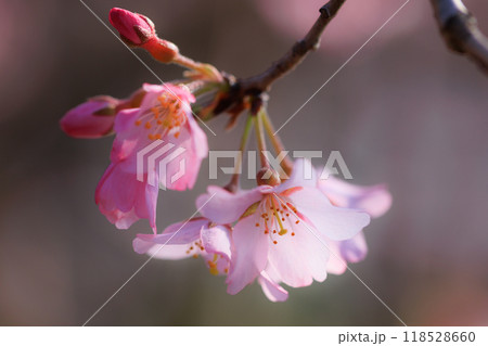 出会いと別れを彩る日本の花　サクラ 118528660