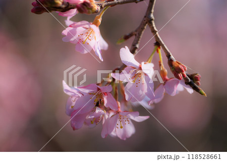 出会いと別れを彩る日本の花 サクラ 出会いと別れを彩る日本の花 サクラ 118528661