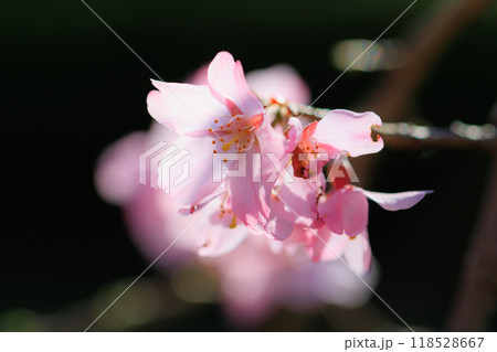 出会いと別れを彩る日本の花　サクラ 118528667