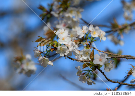出会いと別れを彩る日本の花　サクラ 118528684