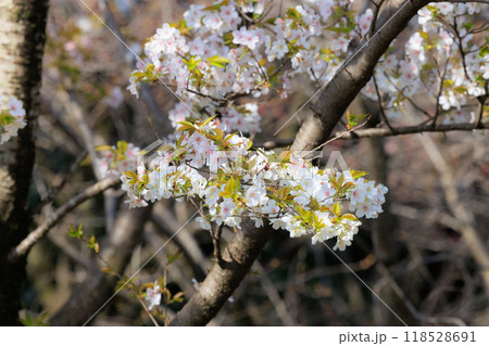 出会いと別れを彩る日本の花　サクラ 118528691