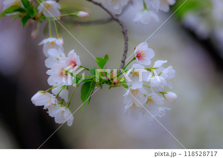出会いと別れを彩る日本の花 サクラ 出会いと別れを彩る日本の花 サクラ 118528717