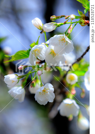 出会いと別れを彩る日本の花 サクラ 出会いと別れを彩る日本の花 サクラ 118528721