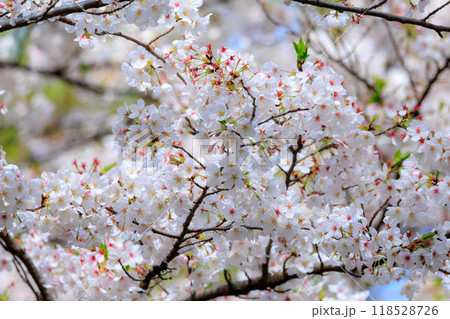 出会いと別れを彩る日本の花 サクラ 出会いと別れを彩る日本の花 サクラ 118528726