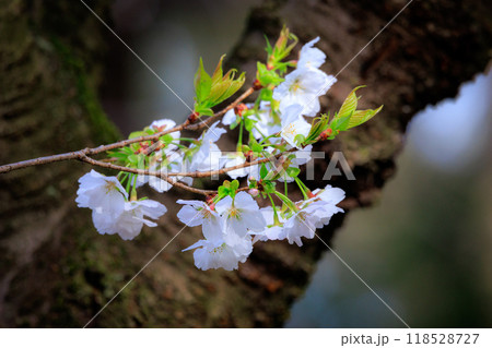 出会いと別れを彩る日本の花 サクラ 出会いと別れを彩る日本の花 サクラ 118528727