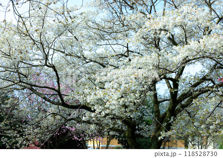 出会いと別れを彩る日本の花 サクラ 出会いと別れを彩る日本の花 サクラ 118528730