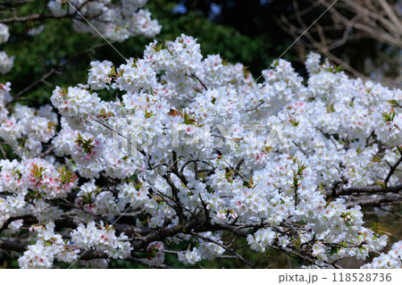 出会いと別れを彩る日本の花　サクラ 118528736