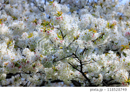 出会いと別れを彩る日本の花 サクラ 出会いと別れを彩る日本の花 サクラ 118528749