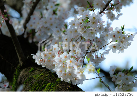 出会いと別れを彩る日本の花 サクラ 出会いと別れを彩る日本の花 サクラ 118528750