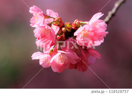 出会いと別れを彩る日本の花　サクラ 118528757