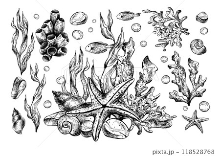 Underwater world clipart with sea animals starfishes, shells, coral and algae. Hand drawn watercolor illustration. Set of elements isolated from the background Underwater world clipart with sea animals starfishes, shells, coral and algae. Hand drawn watercolor illustration. Set of elements isolated from the background 118528768
