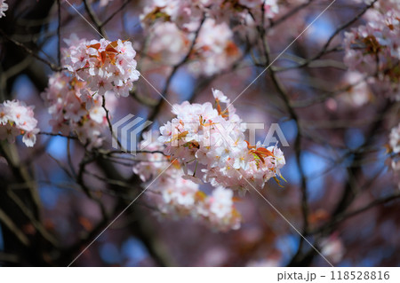 出会いと別れを彩る日本の花 サクラ 出会いと別れを彩る日本の花 サクラ 118528816