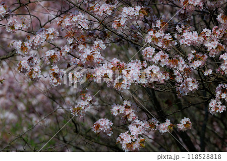 出会いと別れを彩る日本の花 サクラ 出会いと別れを彩る日本の花 サクラ 118528818