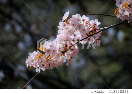 出会いと別れを彩る日本の花　サクラ 118528821