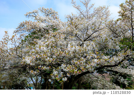 出会いと別れを彩る日本の花 サクラ 出会いと別れを彩る日本の花 サクラ 118528830