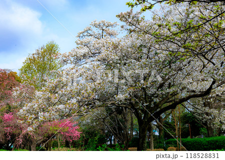 出会いと別れを彩る日本の花 サクラ 出会いと別れを彩る日本の花 サクラ 118528831