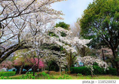 出会いと別れを彩る日本の花　サクラ 118528832