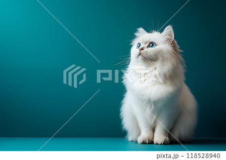 ブルーの背景に映える白いペルシャ猫:背景素材 118528940