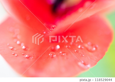 赤いチューリップの花びら 赤いチューリップの花びら 118529044