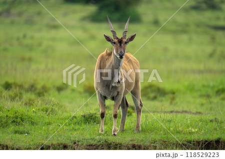 Common eland stands facing camera in grass Common eland stands facing camera in grass 118529223
