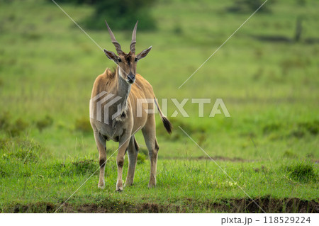 Common eland stands facing camera on grass 118529224