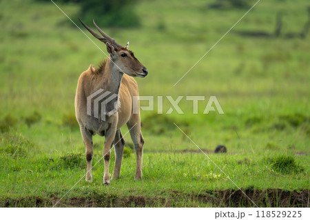 Common eland stands facing camera turning head 118529225