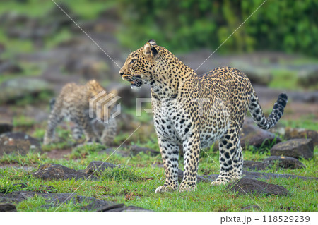 Cub stalks leopard from behind amongst rocks 118529239