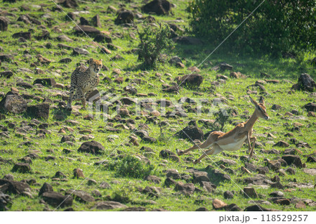 Female cheetah chases after impala down slope Female cheetah chases after impala down slope 118529257