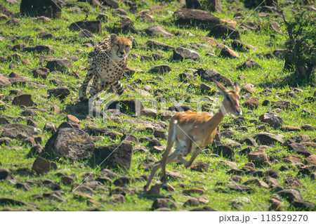 Female cheetah chasing female impala down hillside Female cheetah chasing female impala down hillside 118529270
