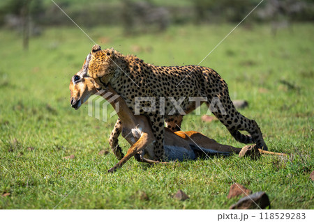 Female cheetah drags dead impala by neck 118529283