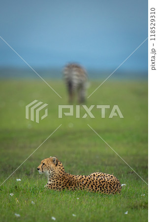 Female cheetah lies on grass near zebra Female cheetah lies on grass near zebra 118529310