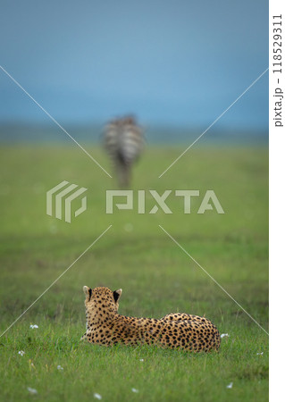 Female cheetah lies on grass watching zebra Female cheetah lies on grass watching zebra 118529311