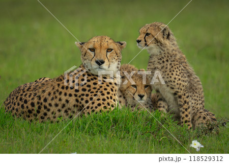 Female cheetah lies on grass with cubs 118529312