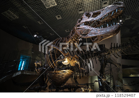 国立科学博物館に展示されているティラノサウルス全身骨格(レプリカ) 国立科学博物館に展示されているティラノサウルス全身骨格(レプリカ) 118529407
