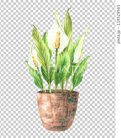 Watercolor home plant potted. Tropical green leaves with buds and white flowers in rustic clay pot. Anthurium exotic Interior houseplants. Watercolor hand drawn illustration. Isolated from background Watercolor home plant potted. Tropical green leaves with buds and white flowers in rustic clay pot. Anthurium exotic Interior houseplants. Watercolor hand drawn illustration. Isolated from background 118529565