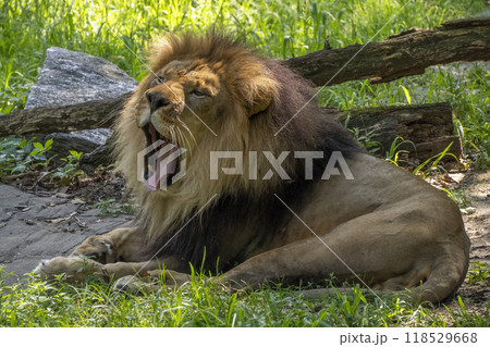 african lion yawming close up portrait 118529668