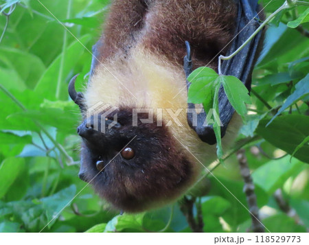 ヤエヤマオオコウモリ 118529773