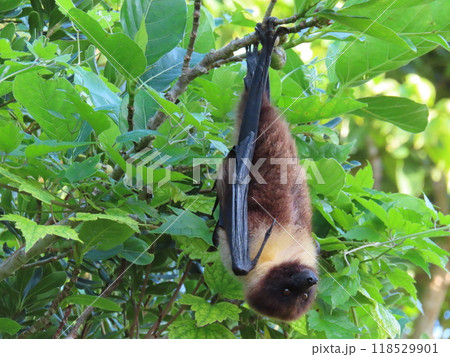 ヤエヤマオオコウモリ 118529901