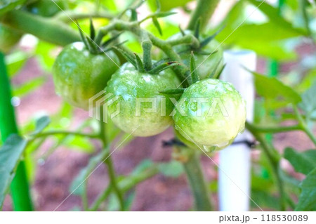中玉トマト トマト tomato 家庭菜園 中玉トマト トマト tomato 家庭菜園 118530089