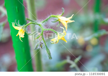 中玉トマト トマト tomato 家庭菜園 中玉トマト トマト tomato 家庭菜園 118530091