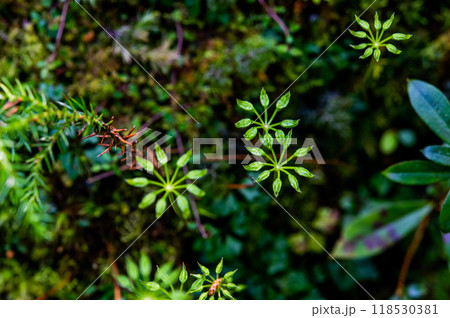 屋久島　静寂の森 118530381