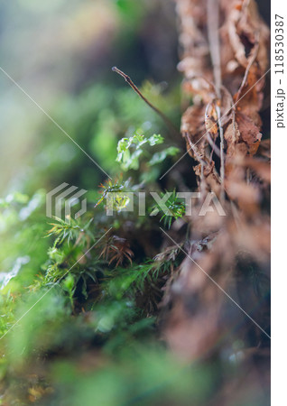 屋久島　静寂の森 118530387