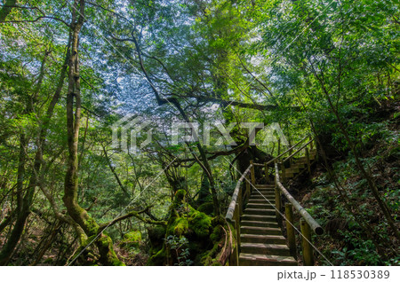 屋久島　静寂の森 118530389